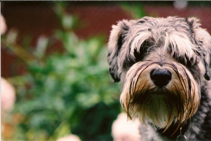 Photo Schnauzer Nain