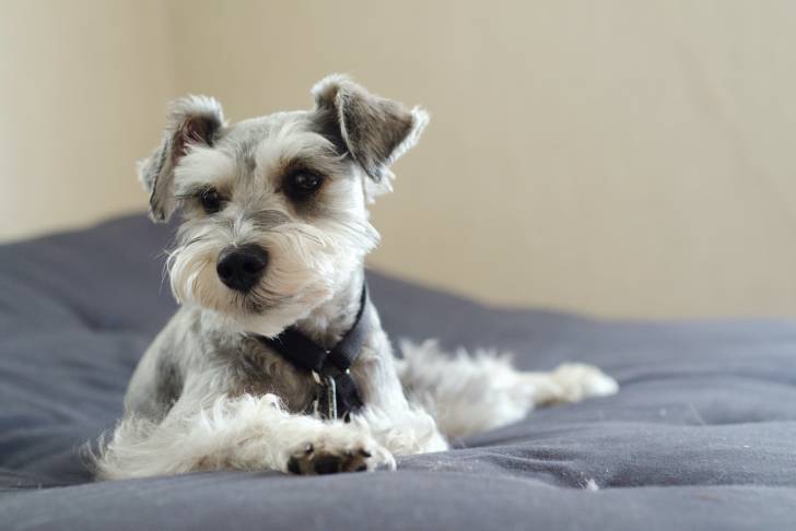 Photo Schnauzer Nain