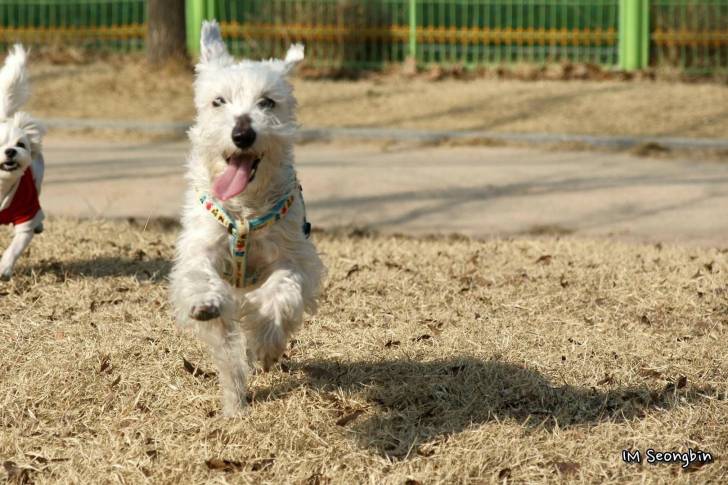 Photo Schnauzer Nain