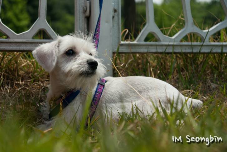 Photo Schnauzer Nain