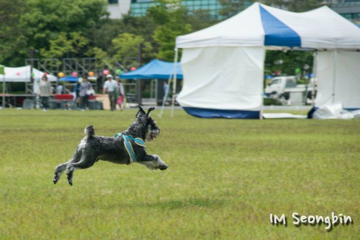 Photo Schnauzer Nain