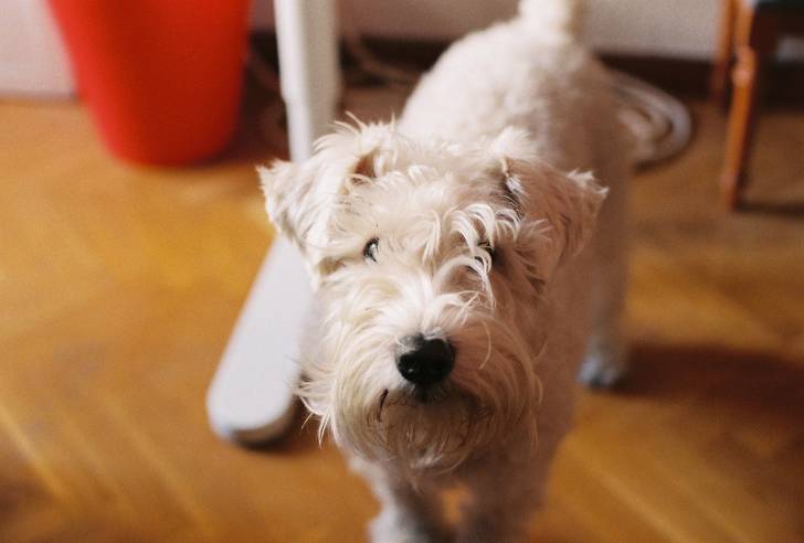 Photo Schnauzer Nain