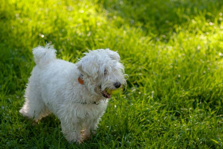 Photo Schnauzer Nain