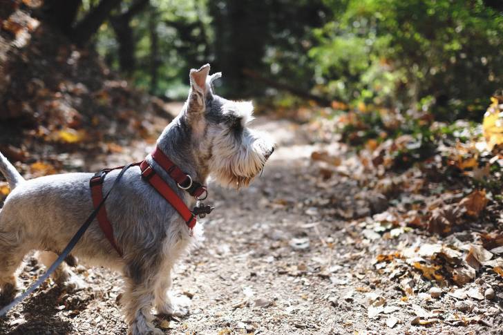 Photo Schnauzer Nain