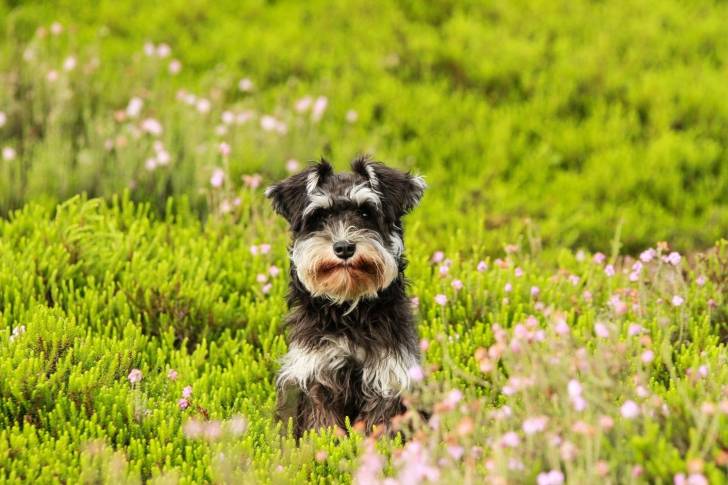 Photo Schnauzer Nain