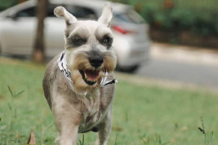 Photo Schnauzer Nain