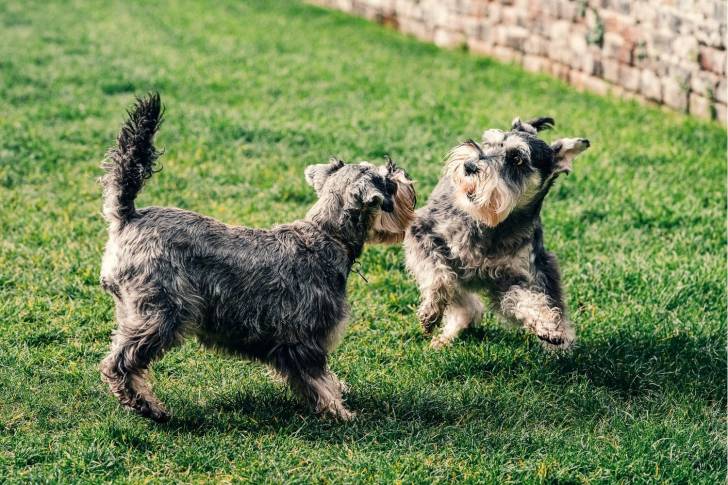 Photo Schnauzer Nain