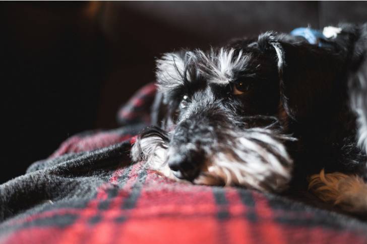Photo Schnauzer Nain