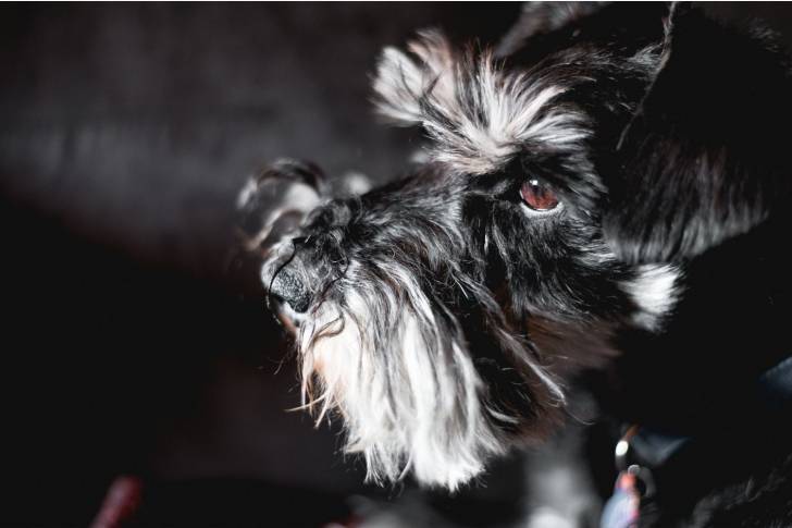 Photo Schnauzer Nain
