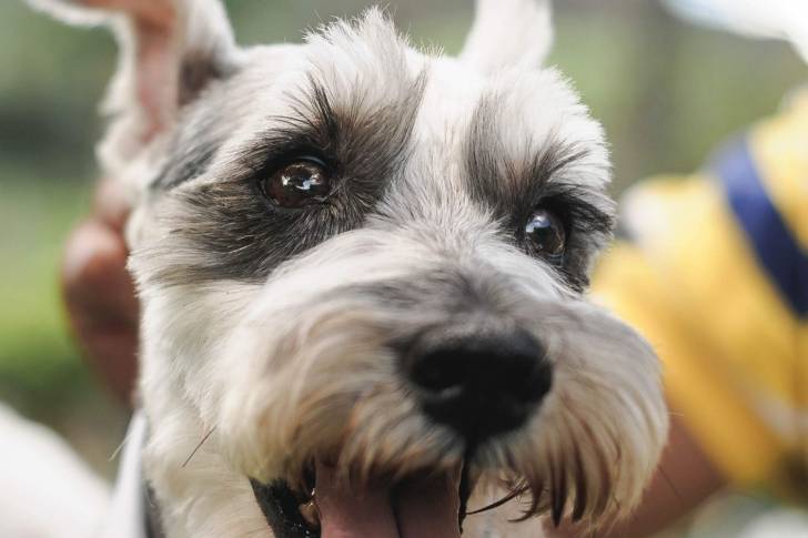 Photo Schnauzer Nain