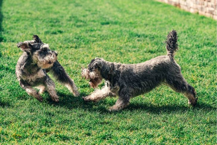 Photo Schnauzer Nain