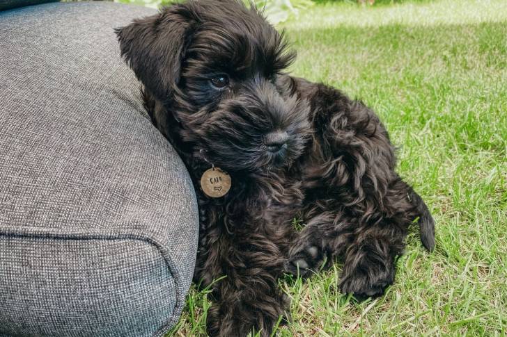 Photo Schnauzer Nain