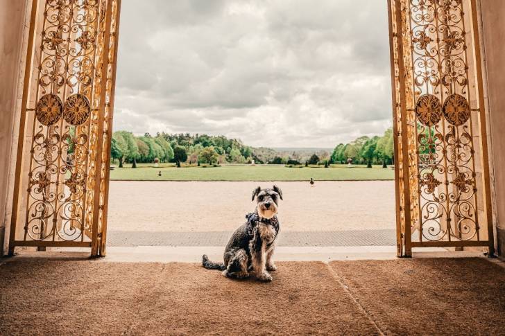 Photo Schnauzer Nain
