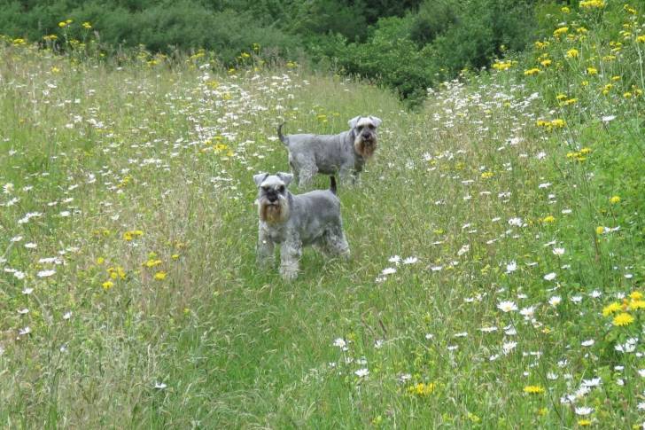 Photo Schnauzer Nain