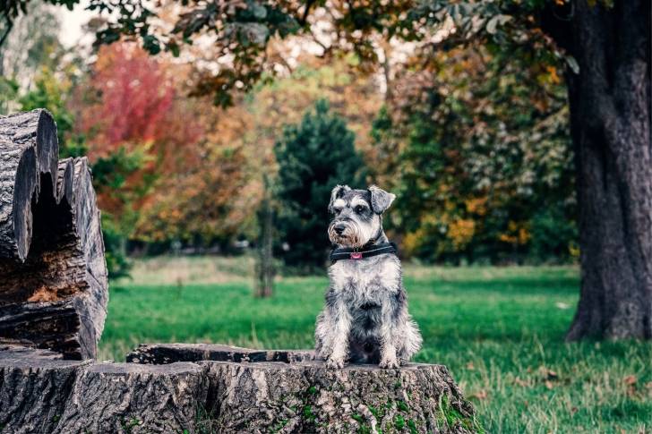 Photo Schnauzer Nain