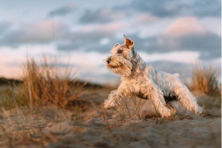 Photo Schnauzer Nain