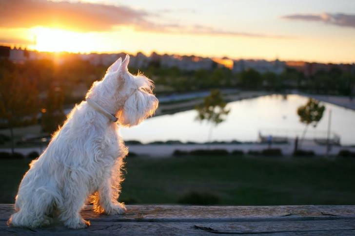 Photo Schnauzer Nain