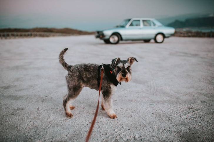 Photo Schnauzer Nain