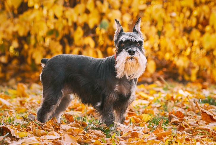 Photo Schnauzer Nain