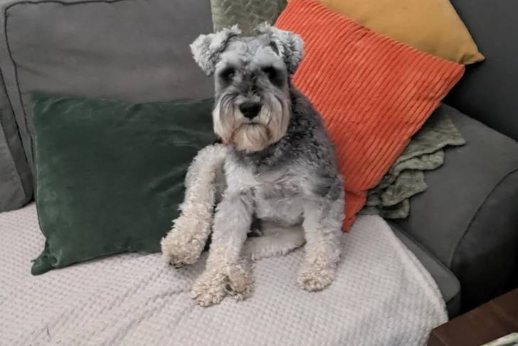 Un Schnauzer Nain assis sur un canapé et regardant vers la caméra 