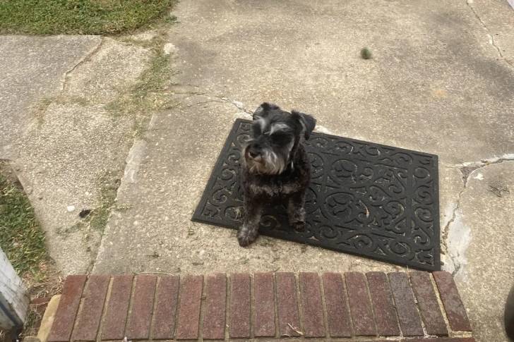 Un Schnauzer Nain assis sur un tapis et portant un collier autour du cou