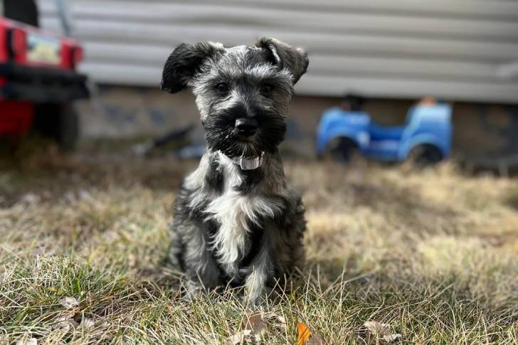 Un Schnauzer Nain assis sur une surface herbacée et portant un collier autour du cou