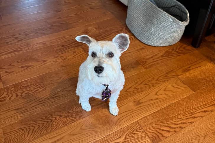 Un Schnauzer Nain assis sur un plancher et portant un collier autour du cou