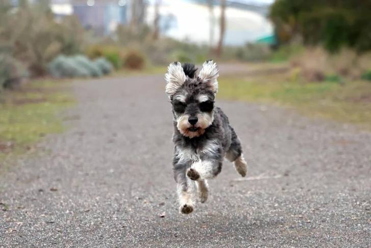 Un Schnauzer Nain courant sur une surface bitumée 