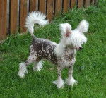 Nila - Chien Chinois à Crête (3 ans)