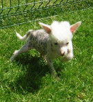 mimi - Chien Chinois &agrave; Cr&ecirc;te (3 mois)