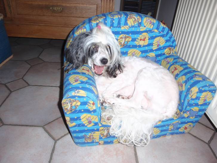 dancer - Chien Chinois à Crête Mâle (5 ans)