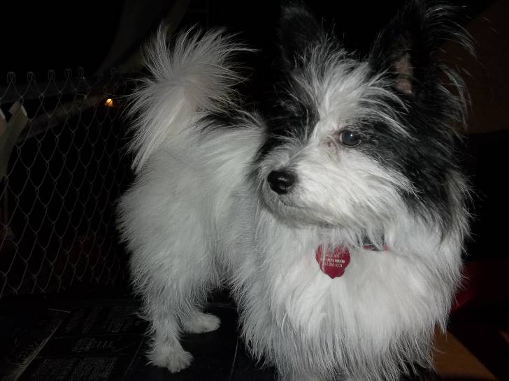 Mulan - Chien Chinois à Crête (7 ans)