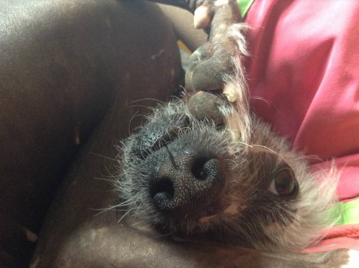 Kenya il mio cane - Chien Chinois à Crête (2 ans)