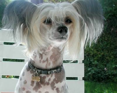 Rox ( Photo prise sur internet donc qui ne m'apart - Chien Chinois à Crête Mâle (7 ans)