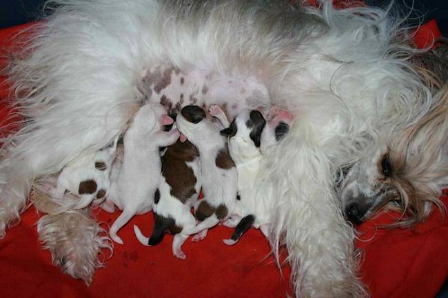 Tétée de bébés chiens chinois - Chien Chinois à Crête