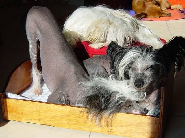 Bambou et Chouchou Chiens Chinois - Chien Chinois à Crête