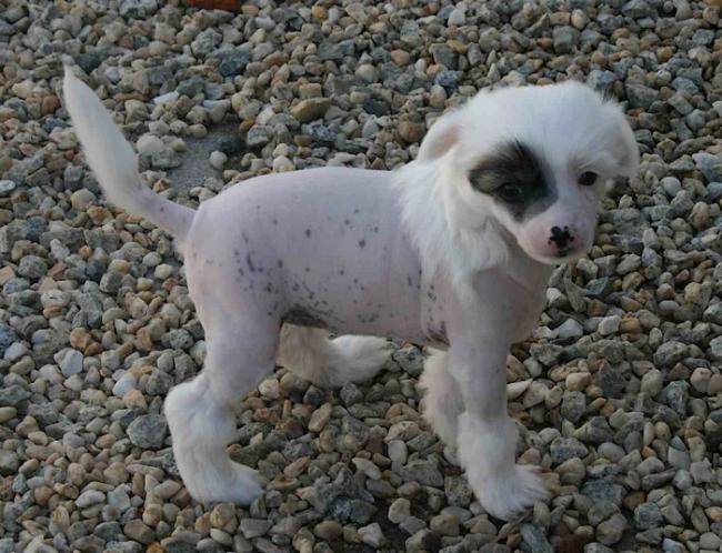 Chiot Chien Chinois : TAÏ MANDCHOU'S French Touch - Chien Chinois à Crête