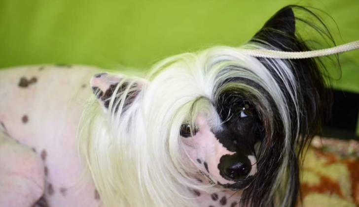 Clever - Chien Chinois à Crête Mâle (1 an et 4 mois)
