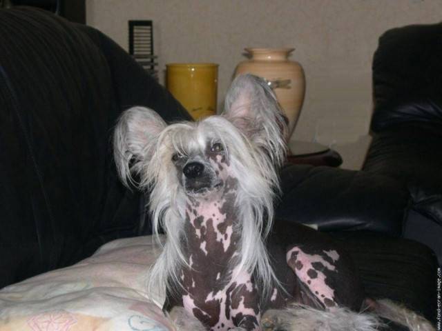Bobine - Chien Chinois à Crête (7 mois)