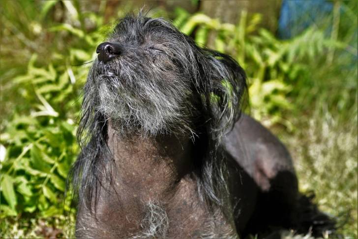 Photo Chien Chinois à Crête