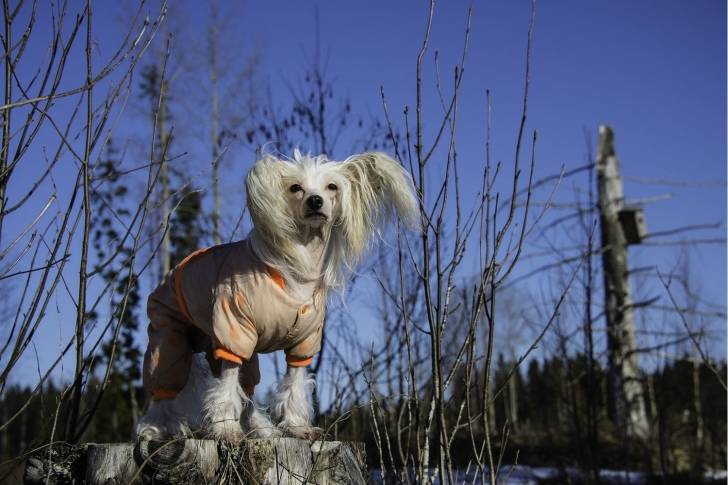Photo Chien Chinois à Crête