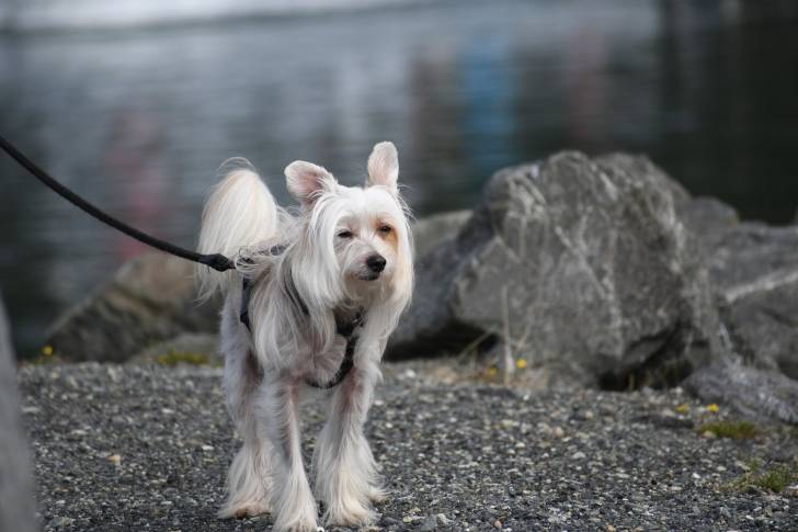 Photo Chien Chinois à Crête