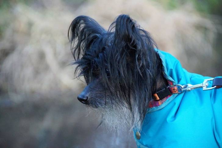 Photo Chien Chinois à Crête