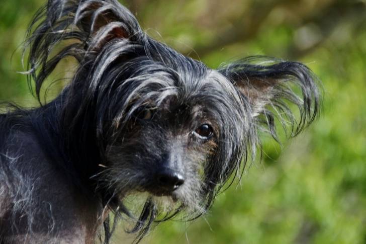 Tête d'un Chien Chinois à Crête