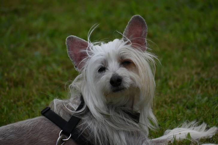 Photo Chien Chinois à Crête