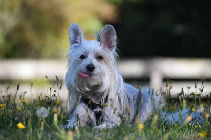 Photo Chien Chinois à Crête