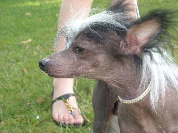Casper - Chien Chinois à Crête Mâle (2 ans)