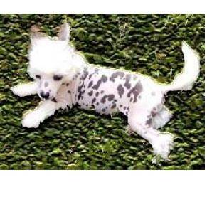 mimi - Chien Chinois à Crête (3 mois)