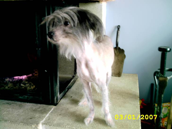 Punky - Chien Chinois à Crête (3 ans)