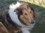 homer - Colley à Poil Long Mâle (9 ans)